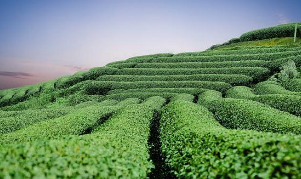 Trà xanh không chỉ cung cấp một loại nước giải khát nhẹ nhàng, mà còn đóng vai trò như một lá chắn khỏi một số chất độc hàng ngày (Ảnh Pixabay).