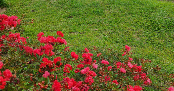 Mùa hoa tường vi trong vườn Ecotta.
