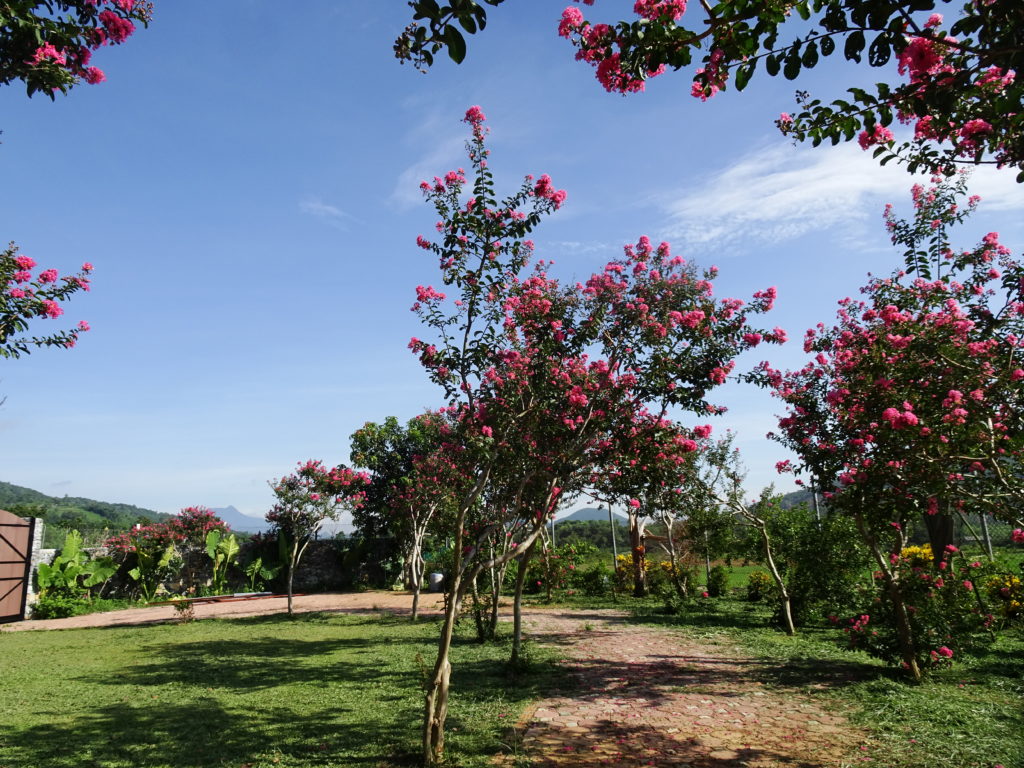 Hoa tường vi được ví như hoa đào mùa hạ, cây rộ vào khoảng tháng 7 đến tháng 9 hàng năm. Hoa tường vi là điểm nhấn trong các lối đi của vườn Ecotta.