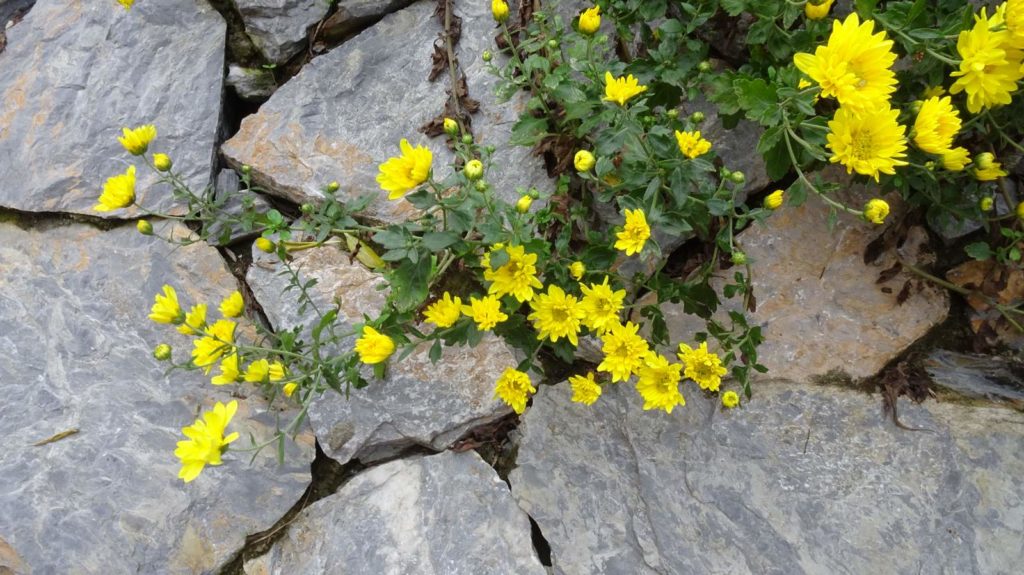 Loài hoa cúc có sức sống mãnh liệt cả nơi có khí hậu khắc nghiệt (Ảnh hoa cúc vườn Ecotta).