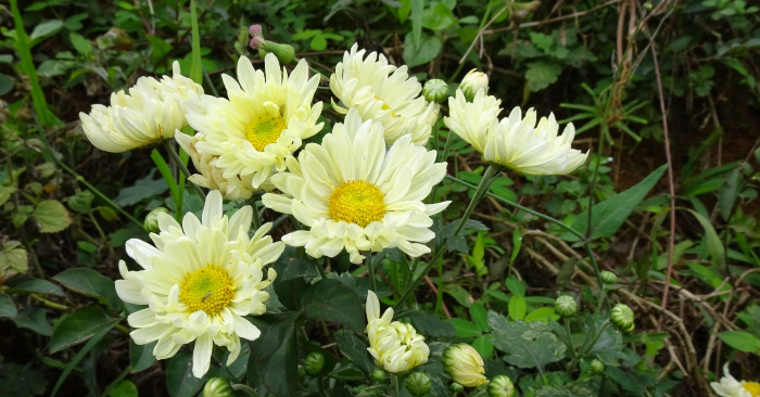 Ngoài vẻ đẹp ra thì hoa cúc còn có công dụng trong y học dùng làm thuốc chữa bệnh (Ảnh Vườn Ecotta).