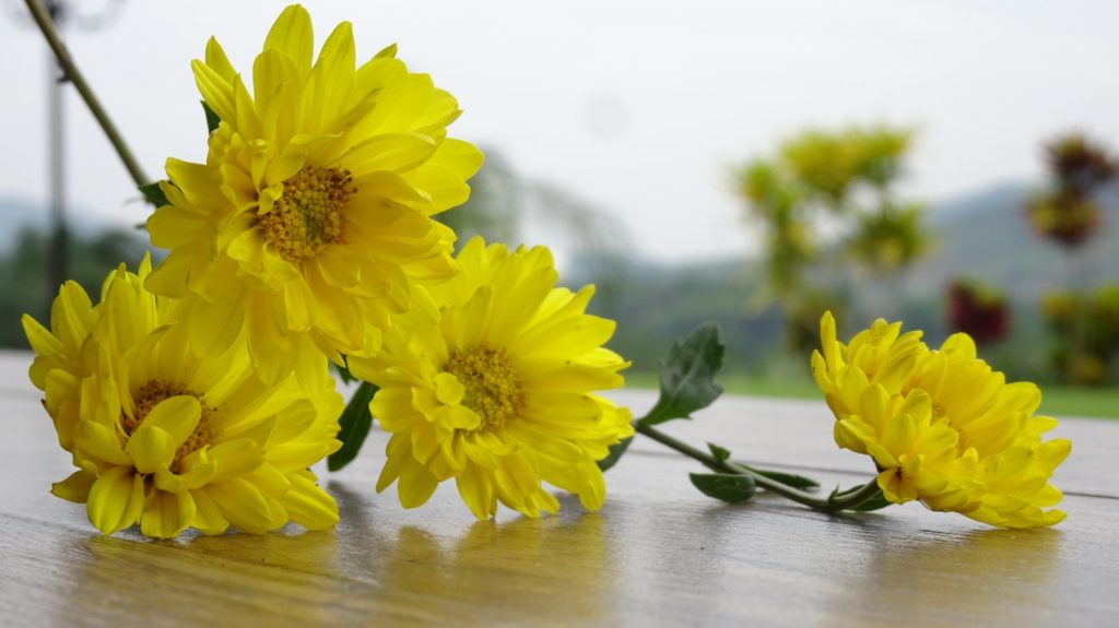 Hoa cúc vàng mang một biểu tượng hạnh phúc, ấm áp và đoàn viên (Ảnh vườn Ecotta).